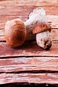 Fresh porcini mushrooms on tree bark