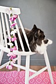 Cat sitting on white chair with garland of cosmos on backrest