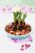 White tulips planted in blue ceramic bowl surrounded by flower bulbs