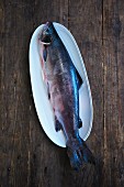 A whole raw wild salmon on a long white plate