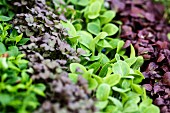 Fresh cress (close-up)