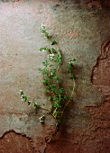 Sprigs of thyme with flowers