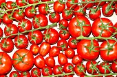 Various vine tomatoes (seen from above)