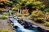 Shrubs and trees in autumnal colours around waterfall feature in landscaped garden