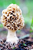 A morel mushroom growing in a forest
