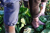 A man pulling cabbages from a vegetable patch