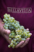 Hand hält Chardonnay-Trauben von Bellavista (Erbusco, Lombardei, Italien)