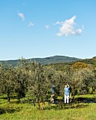 Olives being harvested in Massa Marittima (Tuscany, Italy)