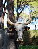 Portrait eines Maremma-Rindes im Naturpark Albarese