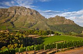 Thelema Mountain Weinberge vor dem Simonsberg (Stellenbosch, Western Cape, Südafrika)