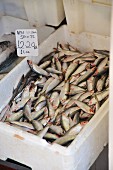 Fresh sprats in a polystyrene container on a market stand