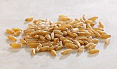 Kamut wheat