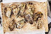 Fresh oysters in a transportation box
