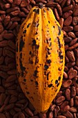 A cocoa pod on cacoa beans