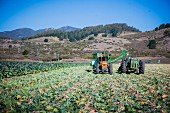 Brussels sprouts being harvested with machines