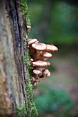 Mushrooms growing on a tree stump
