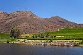 Weinberge von Viljoensdrift über dem Breede River (Robertson, Western Cape, Südafrika)