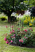 Rose 'Young Lycidas' in flowerbed with iron plant support