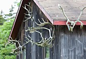 Sets of large antlers hanging on outside wall of wooden cabin