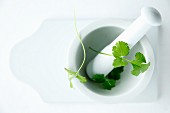 Coriander in a mortar on a white board