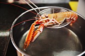 A crayfish being placed into a saucepan