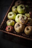 A basket of freshly picked apples