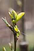 Zweig eines Birnenbaumes mit sich entfaltenden Blättern