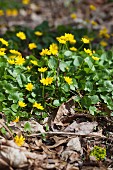 Yellow flowers of lesser celandine