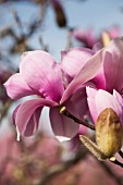 Pink magnolia blossom