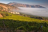 Frühnebel über den Syrah Weinbergen von Haras de Pirque, Maipo Valley, Chile