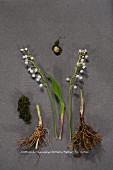 Lily-of-the-valley plants and roots on stone surface