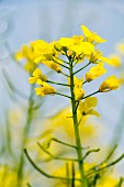 Rapeseed flowers (close-up)