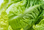 A freshly washed lettuce (close-up)