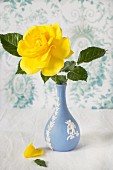 Yellow rose in antique, Wedgewood blue vase