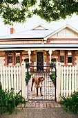 Dog standing behind white wooden fence with closed garden gate; brick house with veranda in background