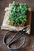 Fresh cress on a piece of jute with a pair of herb scissors