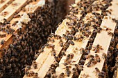 Bienen sitzen auf den Rahmen im Bienenstock