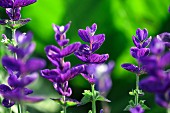 Flowering ornamental sage