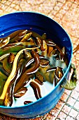 Eels in a water container at a market in Saigon (Vietnam)