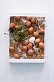 Frische Eier auf Stroh in einer Steige