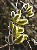 Branch of willow catkins (close-up)