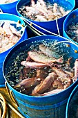 Live fish in vats at a market in Haiphong, Vietnam