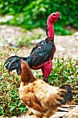 A Vietnamese fighting cock and a hen