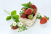Strawberries with leaves and flowers in a little basket