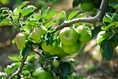 Apples growing on a tree in an orchard