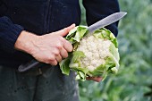 A farmer in a field checking the quality of cauliflowers