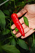 A hand holding a red chilli pepper on the plant