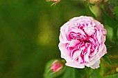 Open pink rose seen from above