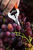 Red grapes being cut with vine cutters