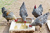 Chickens at a water trough